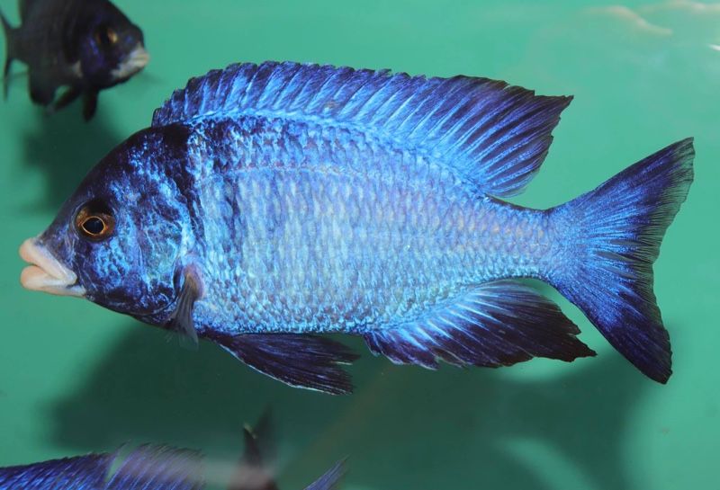 Placidochromis phenochilus 'Mdoka Reef'